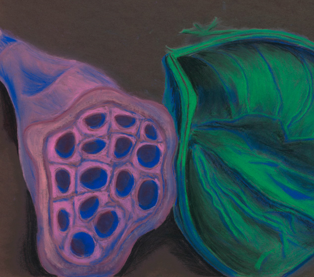Funky Seeds Chalk Pastel Sketch